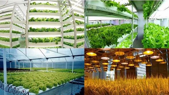 植物照明補光(植物照明補光燈詳解燈珠廠家推薦)